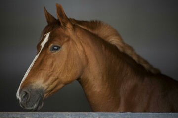 brown horse portrait