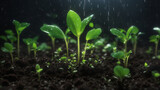 Fototapeta  - green seedlings growing in a dark soil with water droplets falling