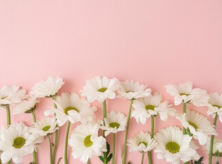 Canvas Print - Daisies on pink