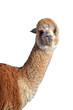 Close up portrait of red alpaca isolated on transparent background, png file