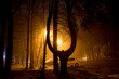 Pine-Lyra near the city park in Obninsk during a thick fog in the evening