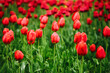Red tulips background. Green field. Growing flowers landscape. Outdoor park growing flowers. Netherland national flower. Tulips pattern. Fresh petal background.
