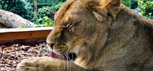 Close Up Of Face Of Lioness Grooming And Licking Its Paw In A Zoo; Close Up Of A Female Lion Licking Her Paw With Eyes Closed.