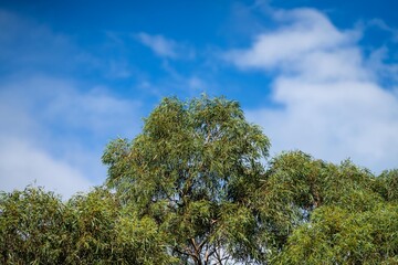 native australian plants in the bush, beautiful gum Trees and shrubs in the Australian bush forest. Gumtrees and native plants growing in Australia in spring