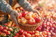Apple season. Basket full of fresh, ripe, red apples cradled in a farmer's gloved hands at local market captures essence of harvest season, suggesting organic produce and local small business