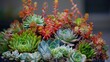 Vibrant Assortment of Colorful Succulent Plants