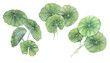 Centella asiatica, gotu cola green bouquets. Hand drawn Asiatic pennywort watercolor botanical illustration, isolated elements for cosmetics, packaging, beauty, labels, herbal dietary supplements