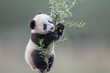Baby panda clumsily climbing a small tree