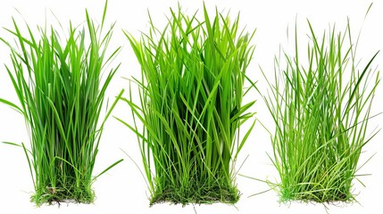 Poster - Isolated on white background is a style of fresh spring green grass