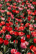 Tulip flowers and field in red and pink colors texture background in spring sunlight