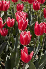 Wall Mural - Tulip Candy Apple Delight, red and white flowers in spring sunlight