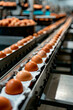 eggs in the factory industry. selective focus.