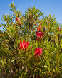 Bright flowers of the endemic protea against the blue sky of South Africa.