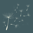 Vector illustration of dandelion time. Beautiful realistic Dandelion seeds blowing in the wind. The wind inflates a dandelion isolated in an editable evening background.