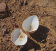 Shell of an African ostrich egg on the ground after hatching chick.