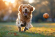 A golden retriever dog is running after a ball on the grass in an outdoor scene on a sunny day with beautiful sunlight. Created with Ai