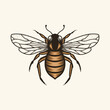 Honey Bee Vintage Vector Logo with Hand Drawn Sketch