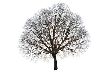 Wall Mural - A tree with no leaves is standing alone on a white background, clipping path.