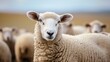 sheep in a flock with blurred daytime background in high resolution and quality