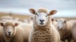 sheep in a flock with blurred daytime background in high resolution and high quality