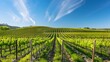 Spring Vineyard: A Renewal of Life and Wine in Verdant Rows