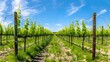 Spring Vineyard in Full Bloom: A Tranquil Rows of Green Grapevines under a Clear Blue Sky