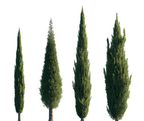 Wall Mural - Thuja occidentalis frontal set Smaragd evergreen emerald green American Arbovitae bush shrub isolated png on a transparent background perfectly cutout