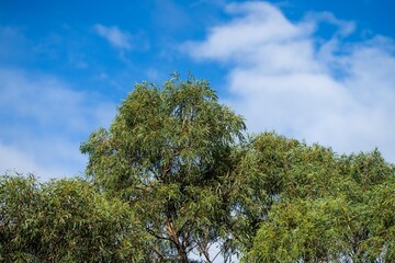 Wall Mural - native australian plants in the bush, beautiful gum Trees and shrubs in the Australian bush forest. Gumtrees and native plants growing in Australia in spring