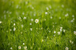 lush bloom of white wildflowers on a meadow in spring and sunny bokeh