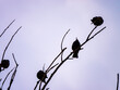 Starlings (Sturnus vulgaris) perched on a branch