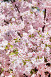 cherry blossom over blue sky