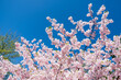 cherry blossom over blue sky