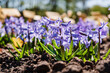 hyacinth in the spring garden