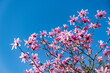 magnolia flowers over blue sky