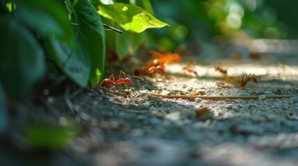 Poster - Ants marching in a line along a leafy trail, carrying food back to their colony