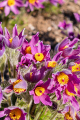 Wall Mural - . Pulsatilla blooms in early spring