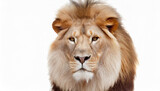 Fototapeta Na sufit -  lion four and a half years old stands in front of a white backdrop