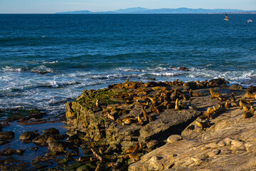 Wall Mural - 2024-01-08 A ROCKY OUTCROPPING WITH NUMEROUS SEA LIONSS RESTING ON IT WITH THE PACIFIC OCEAN AND PELICANS FLYING BY AT THE LA JOLLA COVE NEAR SAN DIEGO CALIFORNIA