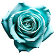 Close up macro photo of turquoise rose transparent isolated