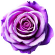 Close up macro photo of violet rose transparent isolated