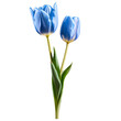 Close up macro photo of blue tulip flower with leaves transparent isolated