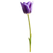 Close up macro photo of purple tulip flower transparent isolated