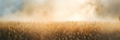 Corn field panorama view in sunlight with smoke for web banner template.