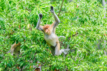 Wall Mural - proboscis monkey or nasalis larvatus