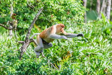 Wall Mural - proboscis monkey or nasalis larvatus