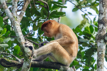 Wall Mural - proboscis monkey or nasalis larvatus