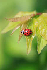 Wall Mural - Red ladybug sitting on leaf