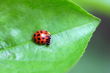 Wall Mural - Red ladybug sitting on leaf