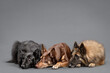 three dogs a kelpie and two tervueren groenendael belgian shepherds lying on the floor in the studio on a grey background