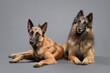 two dogs a malinois and a tervueren belgian shepherd lying in the studio on a gray background